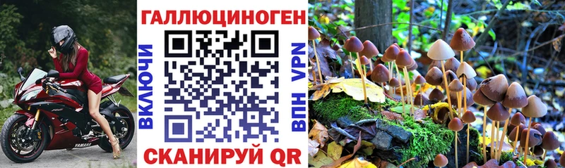 Псилоцибиновые грибы Psilocybine cubensis  OMG tor  Дудинка 