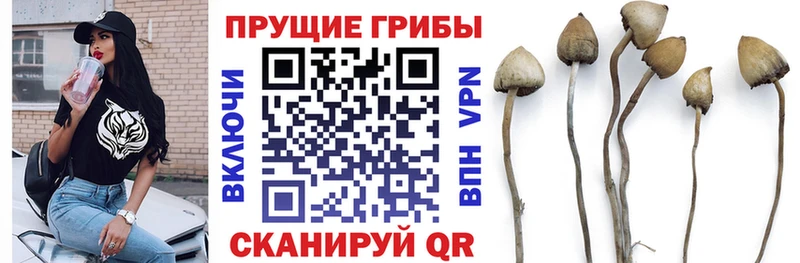 Псилоцибиновые грибы Psilocybe Дудинка